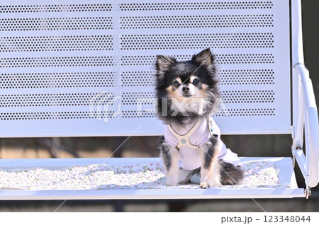 ロングコートチワワ　（シニア犬）　ベンチに犬用カフェマットを敷いて　ドッグラン 123348044