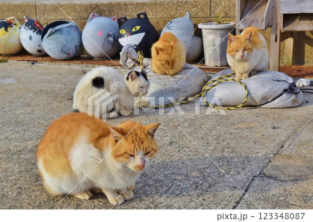 六島の猫たち　岡山 123348087