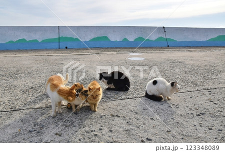 六島の猫たち　岡山 123348089