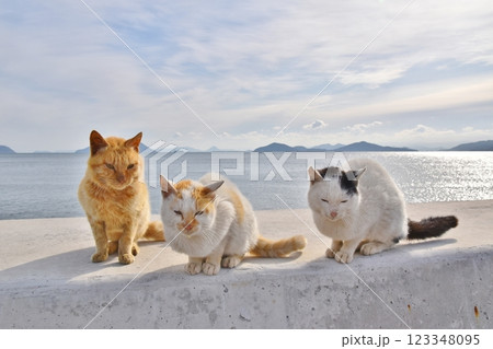 六島の猫たち　岡山 123348095