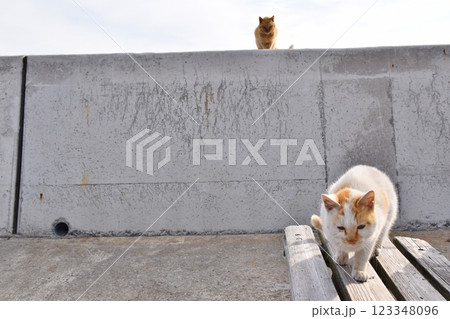 六島の猫たち 岡山 六島の猫たち 岡山 123348096