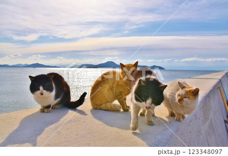 六島の猫たち 岡山 六島の猫たち 岡山 123348097