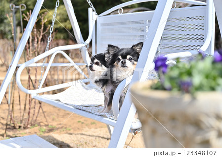 2匹のロングコートチワワ (シニア犬) ベンチに犬用カフェマットを敷いて マナー ドッグラン 2匹のロングコートチワワ (シニア犬) ベンチに犬用カフェマットを敷いて マナー ドッグラン 123348107