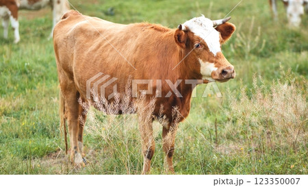 Guernsey cow with white markings peacefully grazing verdant farmland, representing pastoral serenity and agricultural landscape Guernsey cow with white markings peacefully grazing verdant farmland, representing pastoral serenity and agricultural landscape 123350007