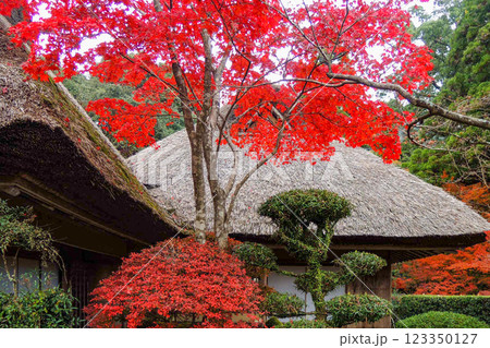 九年庵の紅葉 九年庵の紅葉 123350127