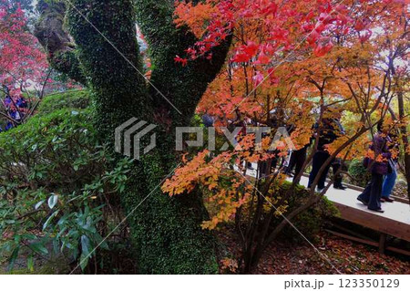 九年庵の紅葉 123350129