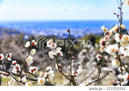 和歌山満開の南部梅林 123350162
