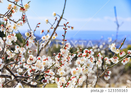 和歌山満開の南部梅林 123350163