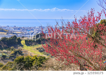 和歌山満開の南部梅林 123350173