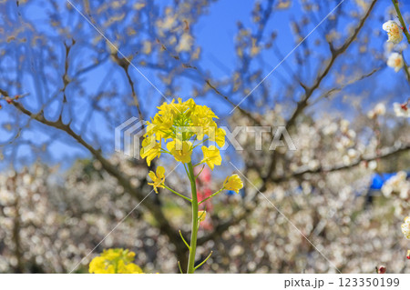 和歌山満開の南部梅林 和歌山満開の南部梅林 123350199