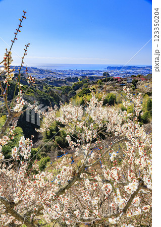 和歌山満開の南部梅林 123350204