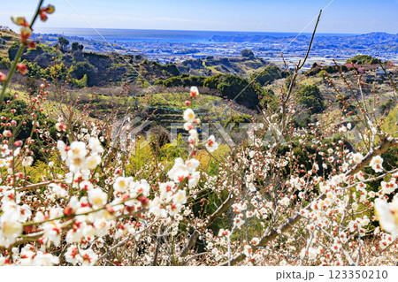 和歌山満開の南部梅林 123350210
