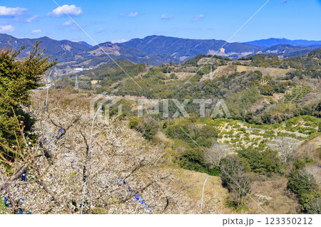 和歌山満開の南部梅林 和歌山満開の南部梅林 123350212