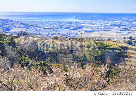 和歌山満開の南部梅林 123350215
