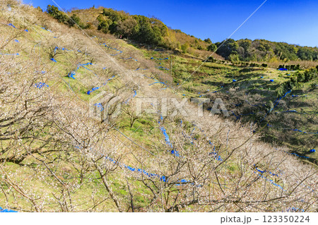 和歌山満開の南部梅林 和歌山満開の南部梅林 123350224
