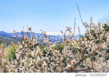 和歌山満開の南部梅林 123350229