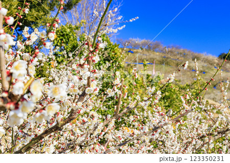 和歌山満開の南部梅林 和歌山満開の南部梅林 123350231