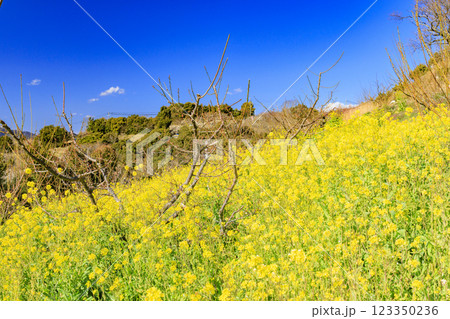 和歌山満開の南部梅林 123350236