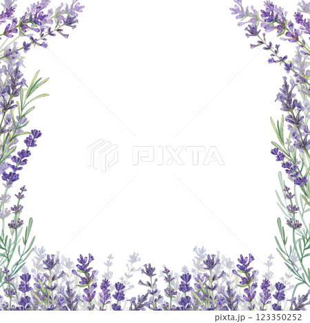 Square frame with lavender and a place for the text. Watercolor illustration of Provencal flowers. French style. Aromatherapy. Botanical illustration of flowers. Suitable for postcards, packages. Square frame with lavender and a place for the text. Watercolor illustration of Provencal flowers. French style. Aromatherapy. Botanical illustration of flowers. Suitable for postcards, packages. 123350252