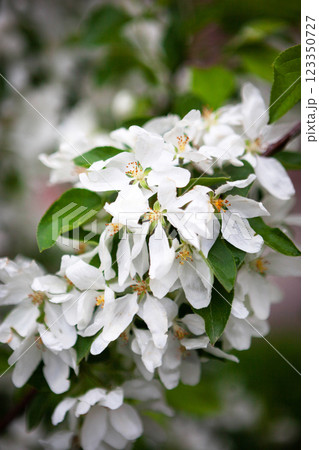 Blooming apple tree with white petals, springtime background, close-up 123350727