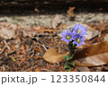 山で見つけまたフデリンドウ 123350844