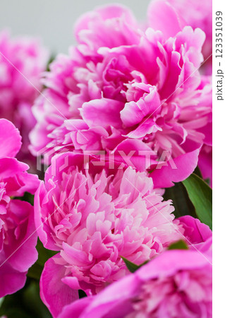 Close up of pink purple peony flowers Close up of pink purple peony flowers 123351039