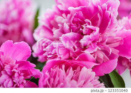 Close up of pink purple peony flowers Close up of pink purple peony flowers 123351040