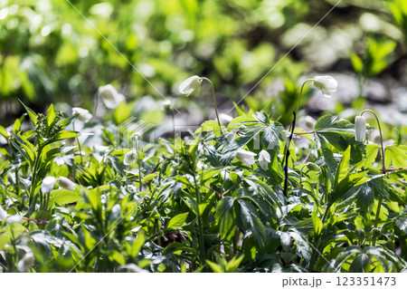 Blooming Wildflowers in a Sunlit Forest Glade During Springtime 123351473