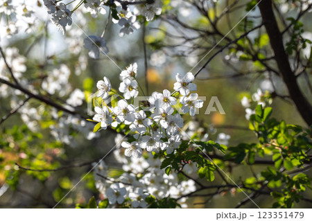 Beautiful White Blossoms on Tree Branches in Springtime Sunlight Beautiful White Blossoms on Tree Branches in Springtime Sunlight 123351479