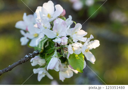 Close-Up of Blooming Apple Blossoms with Soft Focus Background 123351480