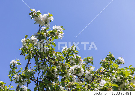 Blooming Apple Tree Branches with White Flowers Against a Clear Blue Sky 123351481