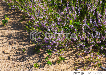 Heather flowers blooming in the forest, illuminated by sunlight 123351488