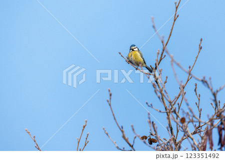 Colorful little bird is on the branch. Small Eurasian blue tit Colorful little bird is on the branch. Small Eurasian blue tit 123351492