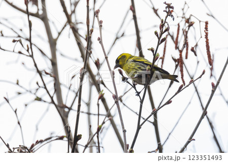 Little yellow bird is on bare tree. The Eurasian siskin Little yellow bird is on bare tree. The Eurasian siskin 123351493