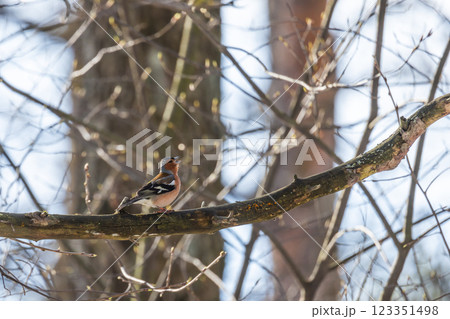 Little bird sings on the branch on a sunny day. The Eurasian chaffinch Little bird sings on the branch on a sunny day. The Eurasian chaffinch 123351498