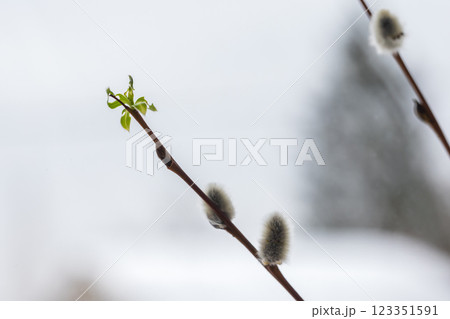 A close-up view of a branch budding in early spring A close-up view of a branch budding in early spring 123351591