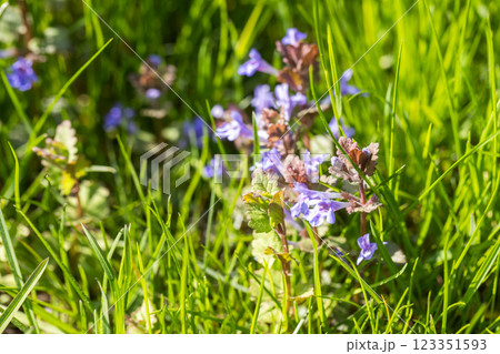 Vivid purple wildflowers sprouting amidst lush green grass Vivid purple wildflowers sprouting amidst lush green grass 123351593