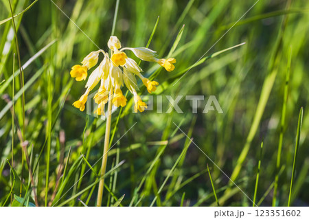 Macro photo of yellow wild flowers on a sunny spring day Macro photo of yellow wild flowers on a sunny spring day 123351602