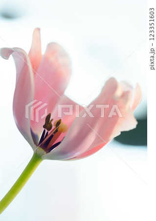 A beautiful macro photograph of a pink tulip bloom with intricate details 123351603