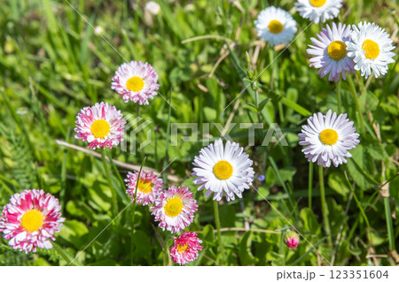 Vivid daisies with pink and white petals surrounded by lush green grass 123351604