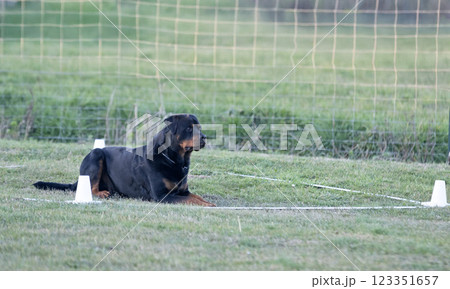 obedience training with a rottweiler 123351657