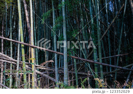 放置竹林 123352029