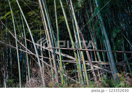 放置竹林 123352030