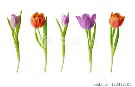 Collection of tulip flowers isolated on white background. Set of variety springtime tulip flower for holiday decoration design. Collection of tulip flowers isolated on white background. Set of variety springtime tulip flower for holiday decoration design. 123352106