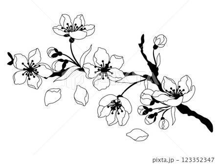 Illustration of branch with flower. Apple, sakura or cherry blossom. Illustration of branch with flower. Apple, sakura or cherry blossom. 123352347