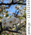 白梅 123352349