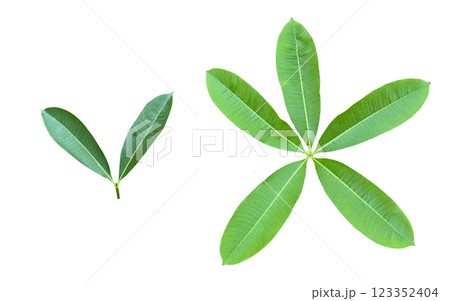 Cut out of tree leaves on white background with clipping paths. The detailed structure and lush foliage are highlighted, emphasizing natural beauty and form of nature. Cut out of tree leaves on white background with clipping paths. The detailed structure and lush foliage are highlighted, emphasizing natural beauty and form of nature. 123352404
