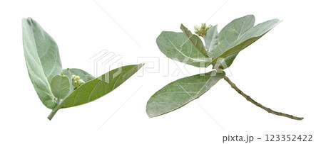 Cut out of the crown flower bud and blossom, on a white background, symbolizing purity and devotion. Cut out of the crown flower bud and blossom, on a white background, symbolizing purity and devotion. 123352422