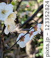 梅の花のガク 123352824