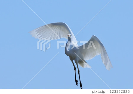シラサギ舞う 123352826